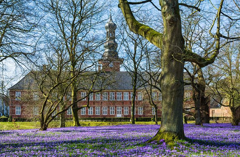 Die Krokusblüte vor dem Schloss Husum ist ein Highlight im Frühling