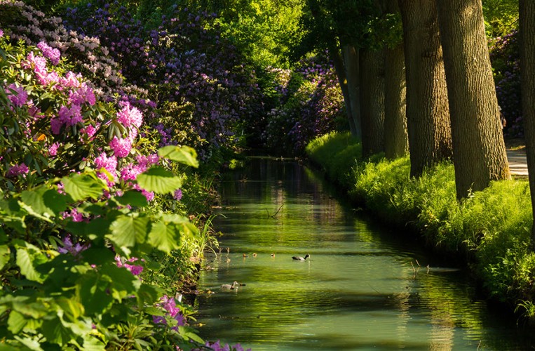 Der Rhododendron-Park in Bremen bietet ein überwältigendes Naturerlebnis