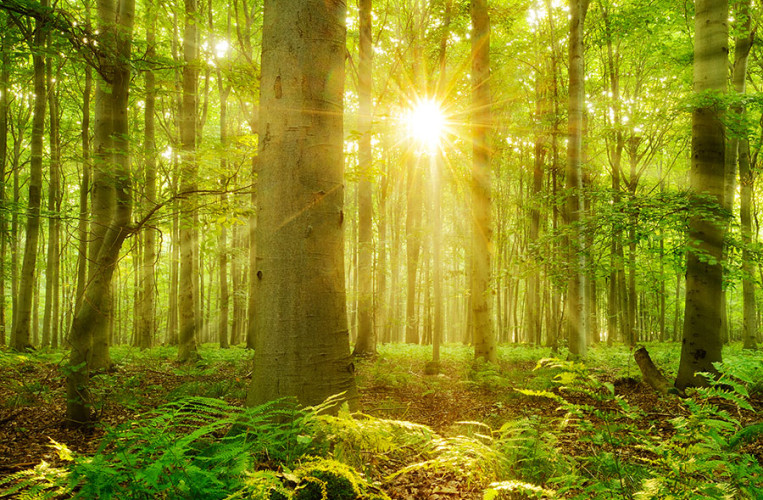 Der Nationalpark Kellerwald-Edersee schützt einen der letzten Rotbuchenwälder Europas